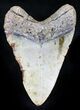 Bargain Megalodon Tooth - North Carolina #26019-1